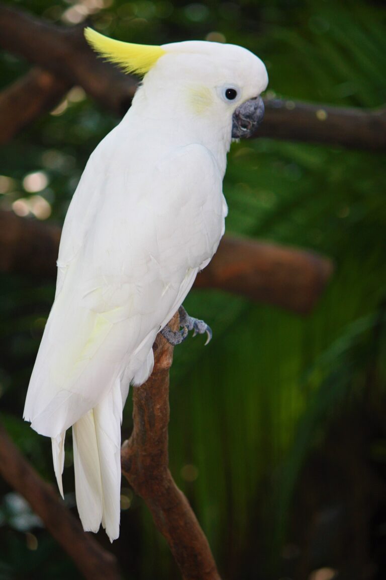 Kakadu žlutolící (Cacatua sulphurea)