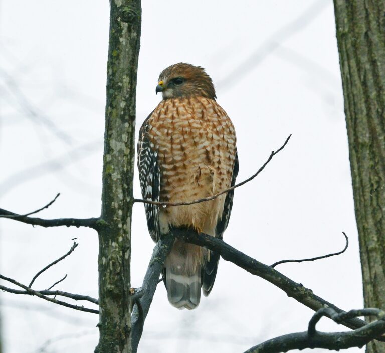 Káně páskovaná (Buteo lineatus)