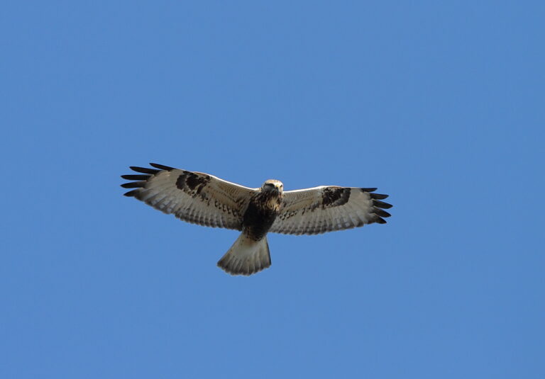 Káně rousná (Buteo lagopus)