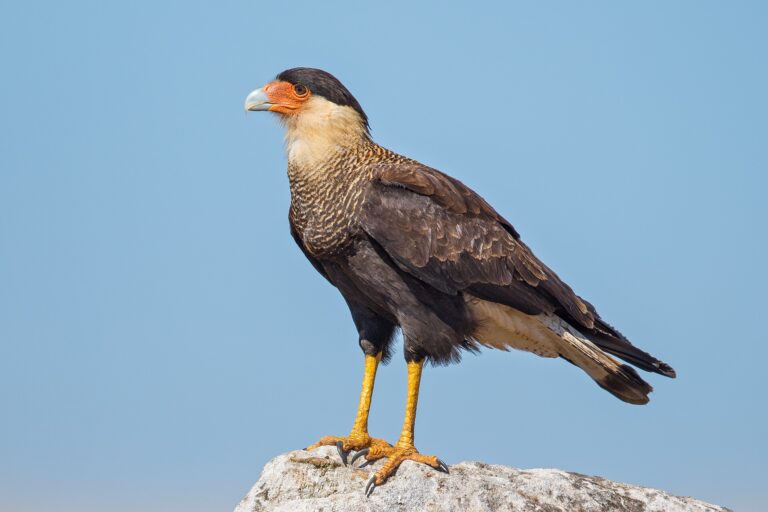 Karančo jižní (Caracara plancus)