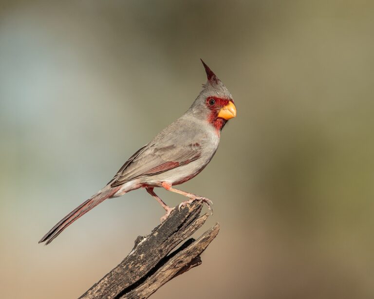 Kardinál úzkozobý (Cardinalis sinuatus)