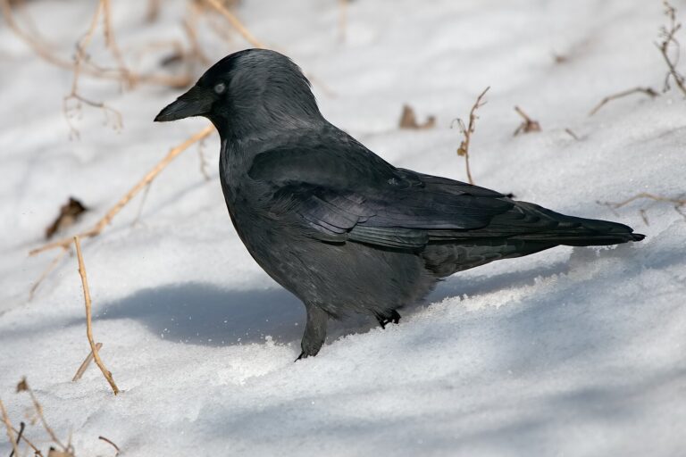 Kavka obecná (Corvus monedula)