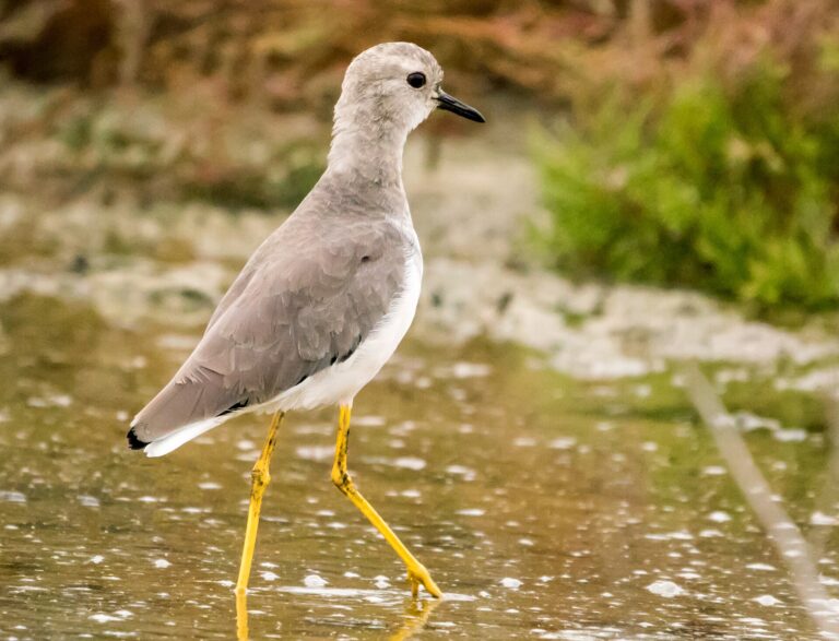 Keptuška běloocasá (Vanellus leucurus)