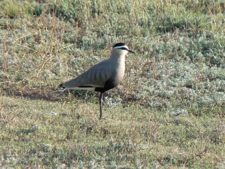 Keptuška stepní (Vanellus gregarius)