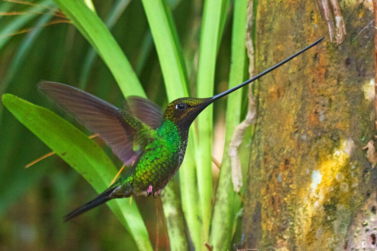 Kolibřík mečozobec (Ensifera ensifera)