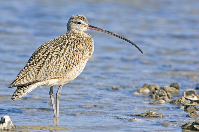 Koliha americká (Numenius americanus)