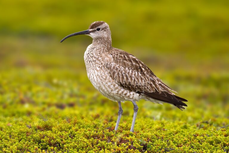 Koliha malá Koliha malá (Numenius phaeopus)