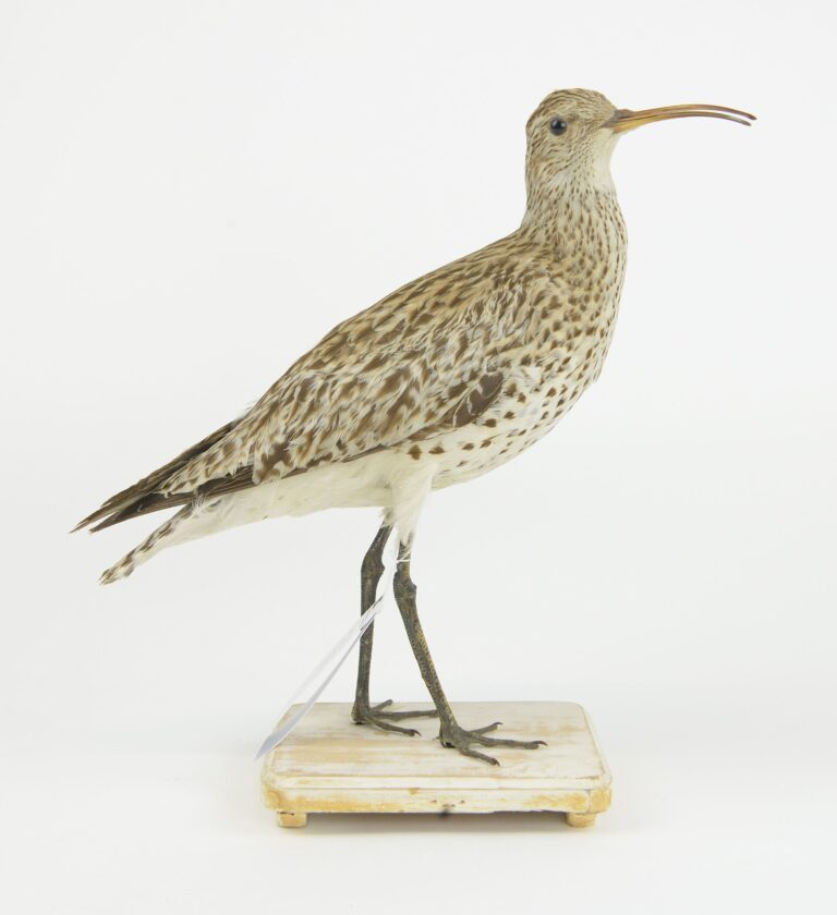 Koliha tenkozobá (Numenius tenuirostris)
