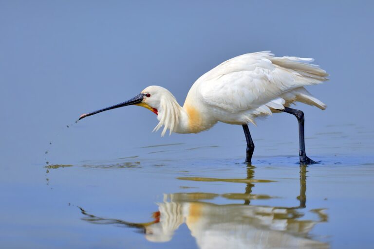 Kolpík bílý (Platalea leucorodia)
