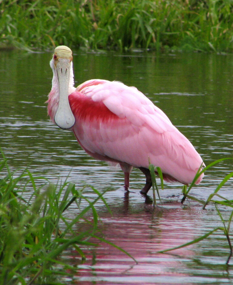 Kolpík růžový Kolpík růžový (Platalea ajaja)