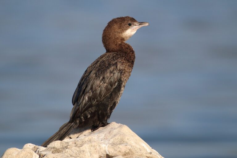 Kormorán malý (Microcarbo pygmaeus)