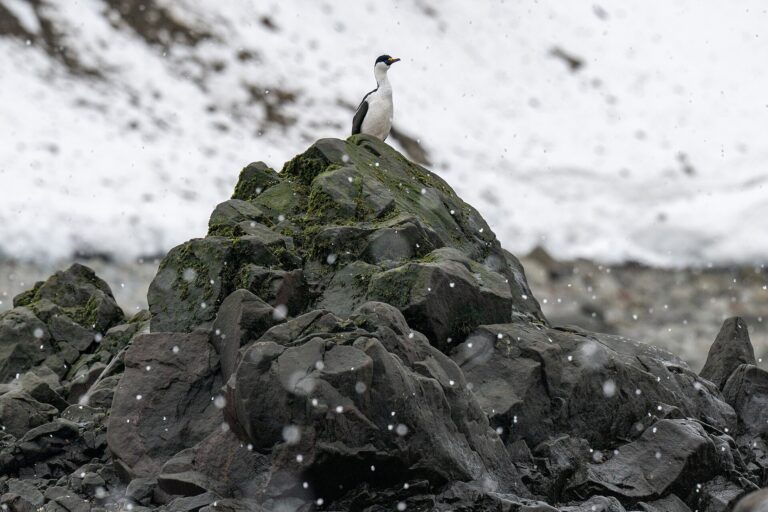 Kormorán modrooký (Leucocarbo atriceps)