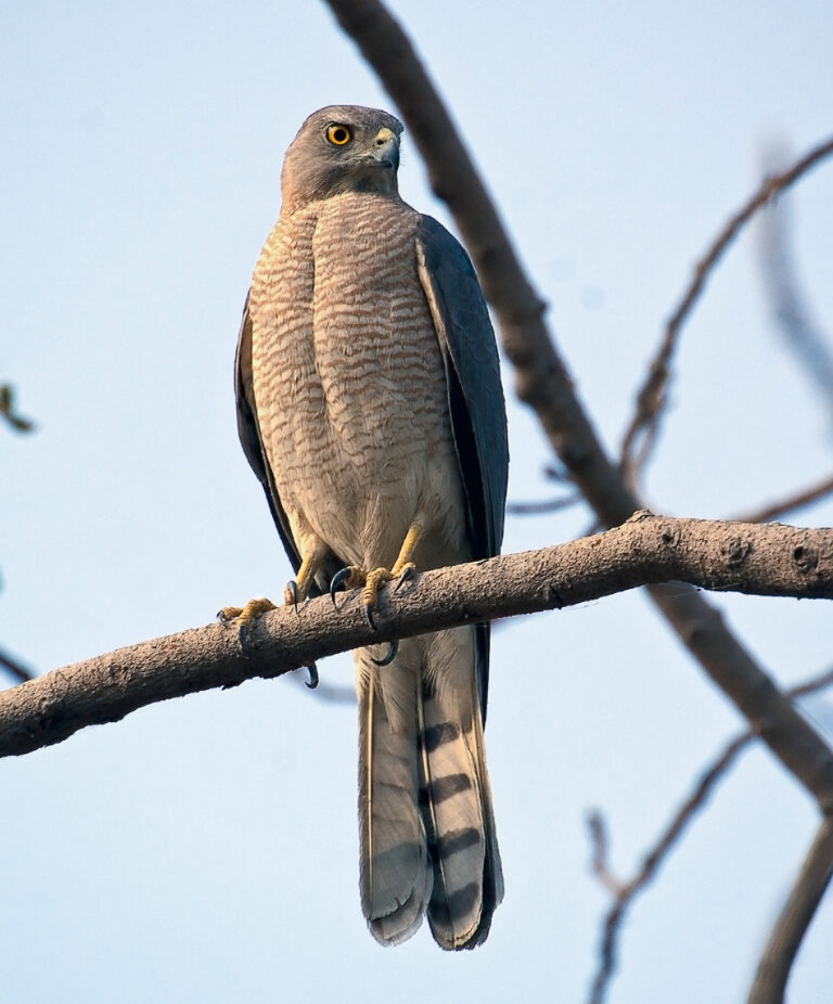Krahujec šikra (Accipiter badius)