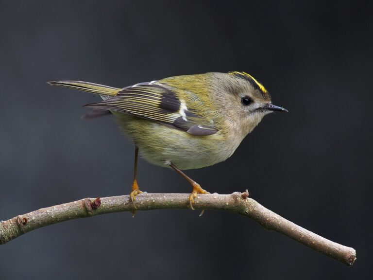 Králíček obecný (Regulus regulus)