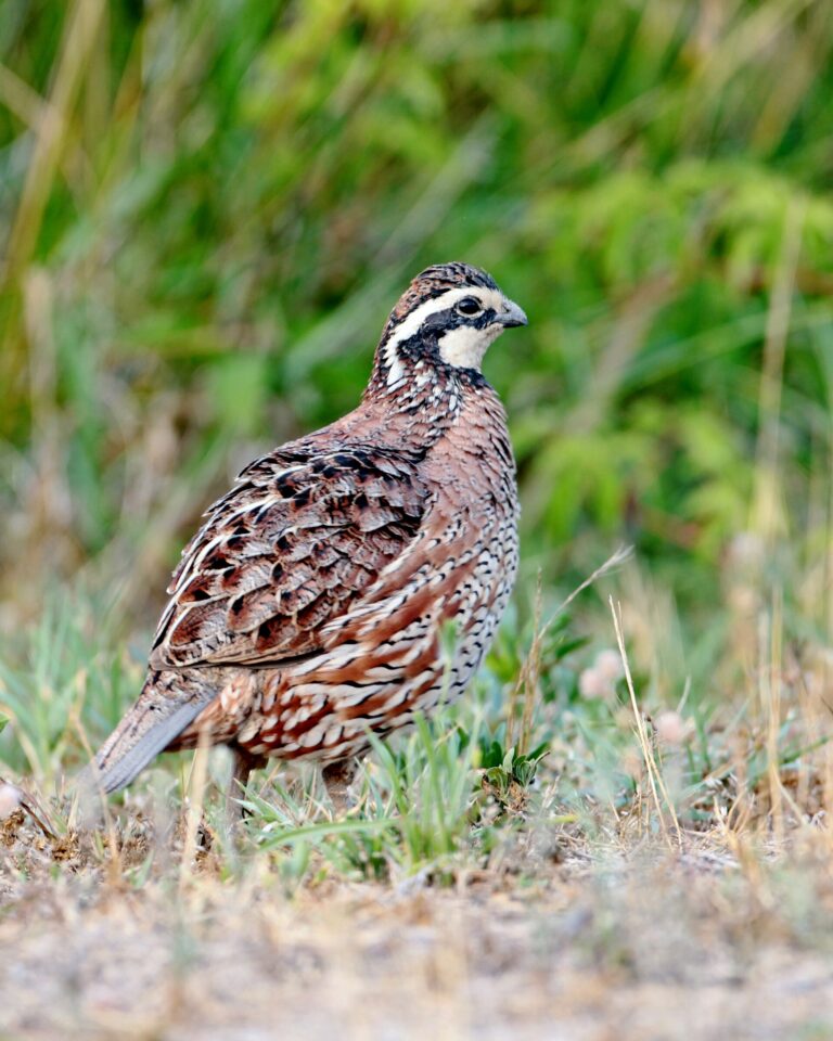 Křepel virginský (Colinus virginianus)
