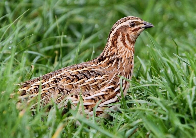 Křepelka polní (Coturnix coturnix)