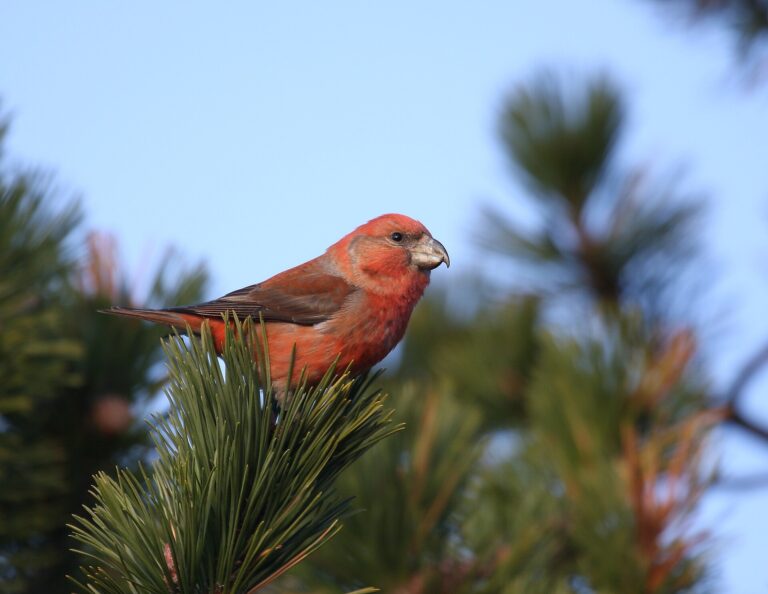 Křivka velká (Loxia pytyopsittacus)