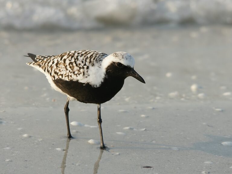 Kulík bledý (Pluvialis squatarola)