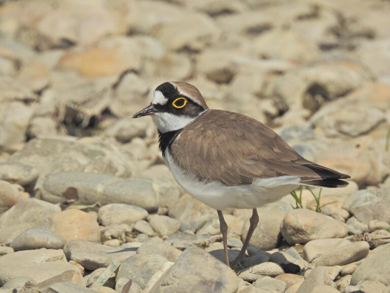 Kulík říční (Charadrius dubius)