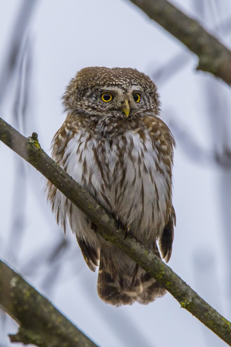 Kulíšek nejmenší (Glaucidium passerinum)
