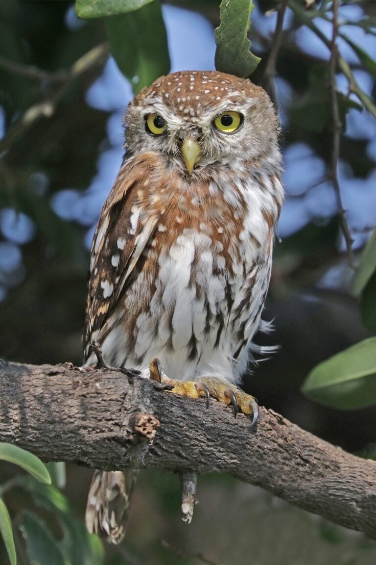 Kulíšek perlový (Glaucidium perlatum)