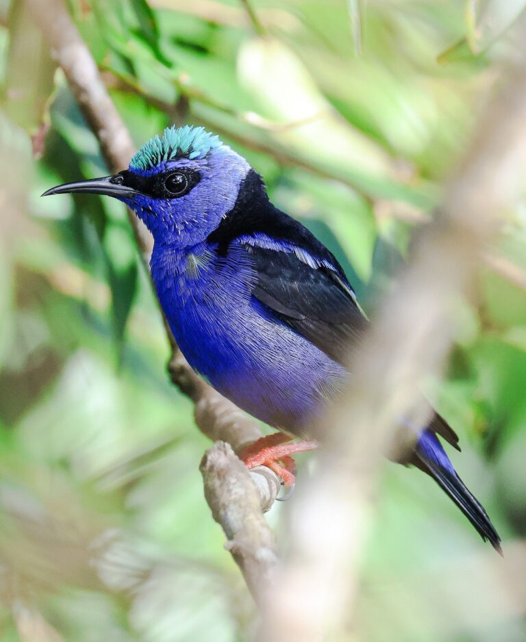 Květomil modrý (Cyanerpes cyaneus)