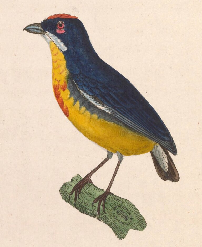Květozob rudoprsý (Prionochilus percussus)