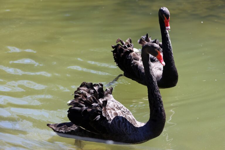 Labuť černá (Cygnus atratus)