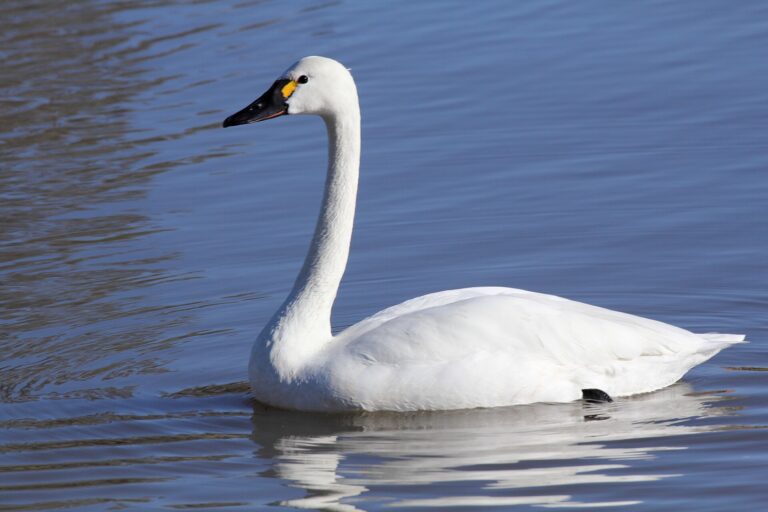 Labuť malá (Cygnus columbianus)