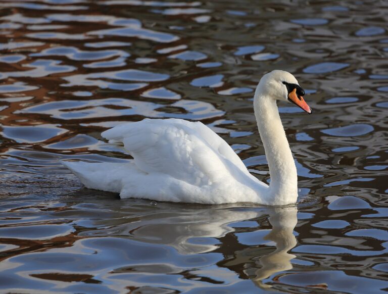 Labuť velká (Cygnus olor)