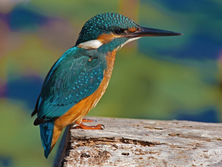 Ledňáček říční (Alcedo atthis)