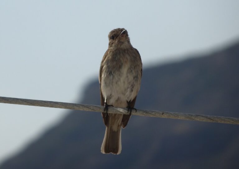 Lejsek šedý (Muscicapa striata)