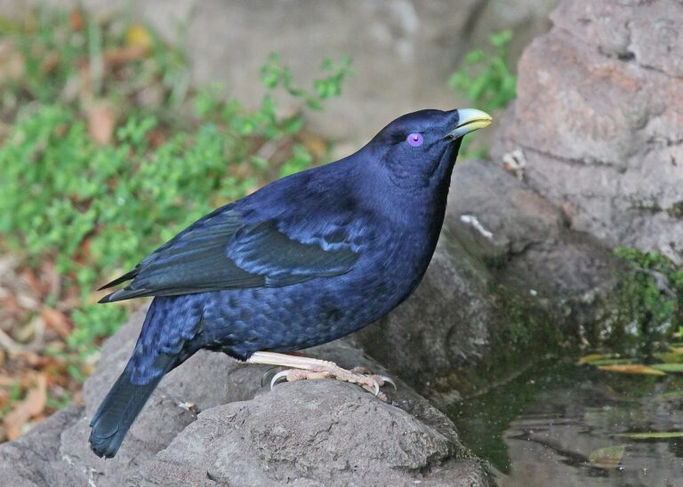 Lemčík hedvábný (Ptilonorhynchus violaceus)