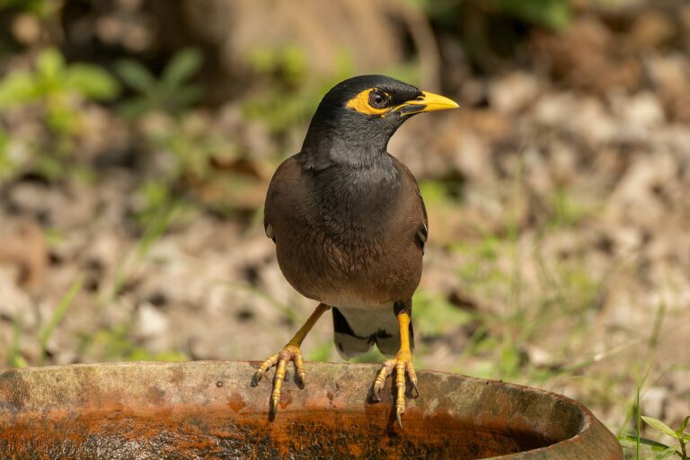 Majna obecná (Acridotheres tristis)