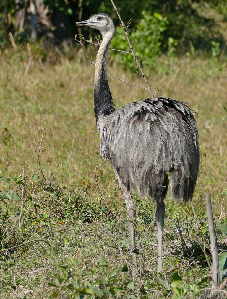 Nandu pampový (Rhea americana)