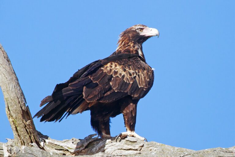 Orel klínoocasý (Aquila audax)