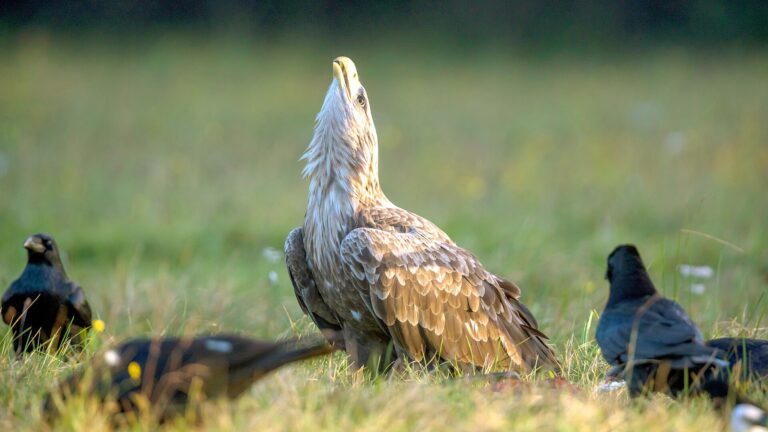 Orel mořský (Haliaeetus albicilla)
