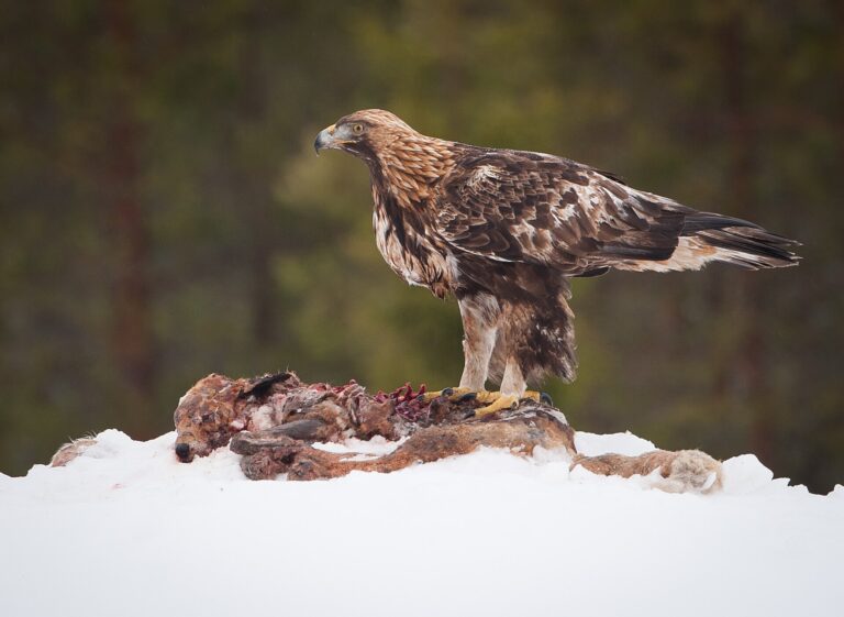 Orel skalní (Aquila chrysaetos)