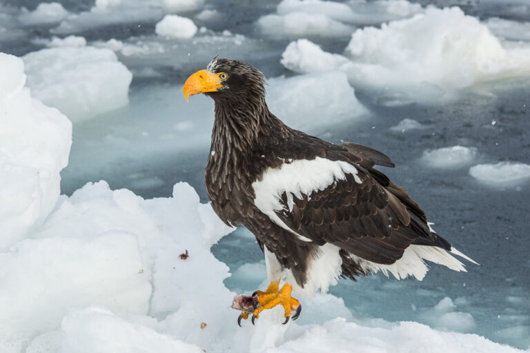 Orel východní (Haliaeetus pelagicus)