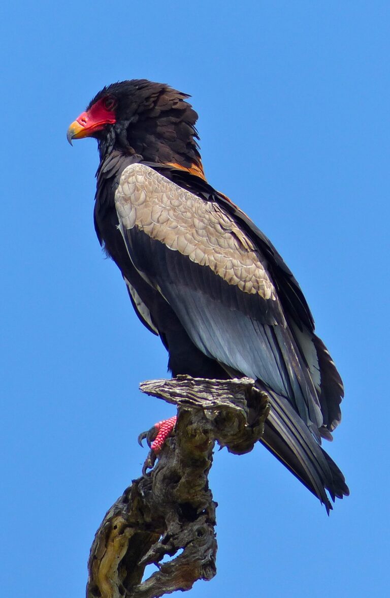 Orlík kejklíř Orlík kejklíř (Terathopius ecaudatus)