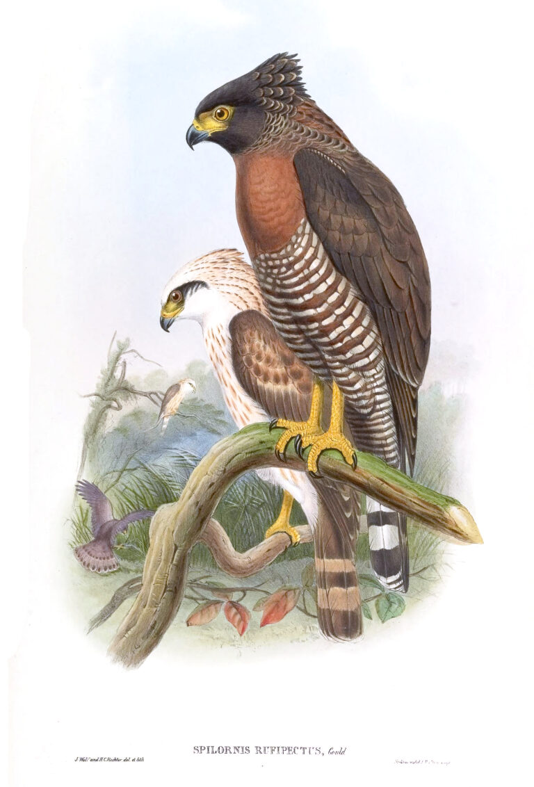 Orlík rudoprsý (Spilornis rufipectus)