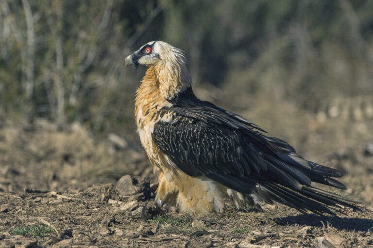 Orlosup bradatý (Gypaetus barbatus)