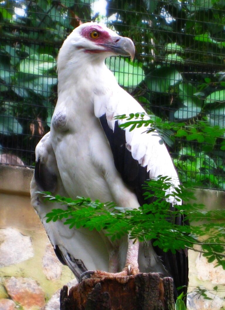 Orlosup palmový (Gypohierax angolensis)