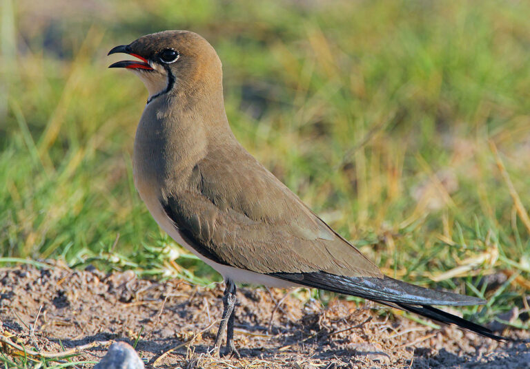 Ouhorlík stepní (Glareola pratincola)