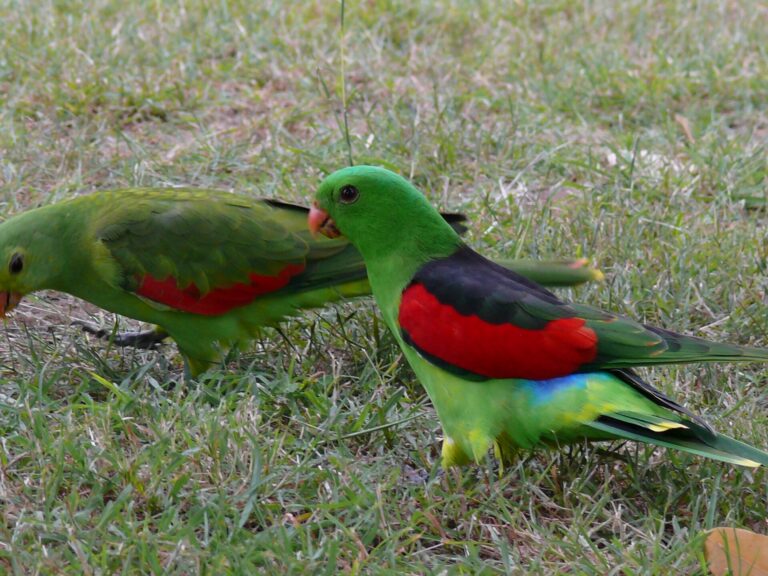 Papoušek červenokřídlý Papoušek červenokřídlý (Aprosmictus erythropterus)