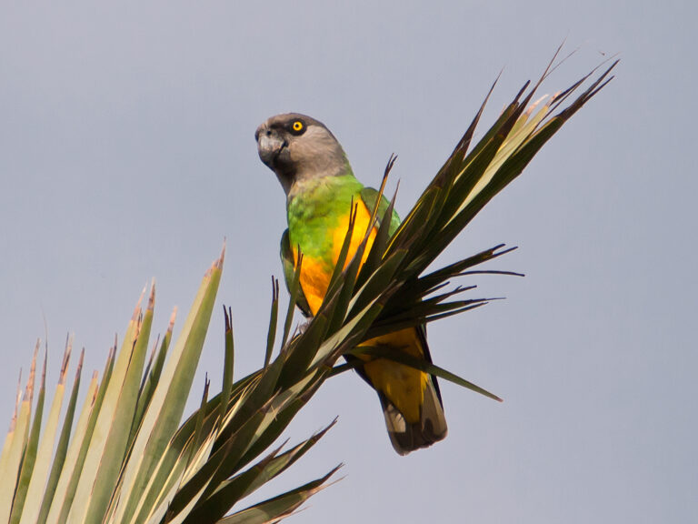 Papoušek senegalský Papoušek senegalský (Poicephalus senegalus)