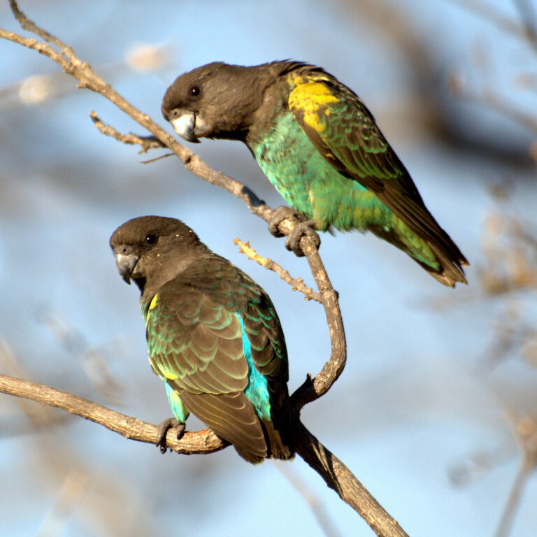 Papoušek žlutotemenný Papoušek žlutotemenný (Poicephalus meyeri)