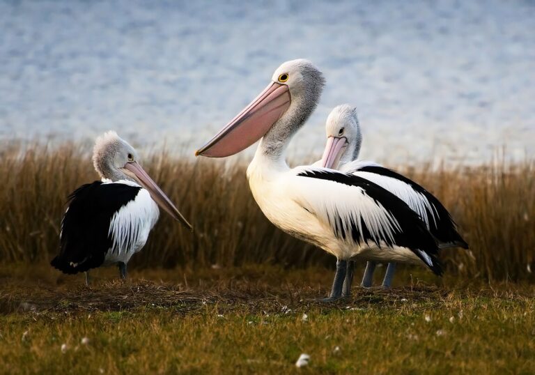 Pelikán australský (Pelecanus conspicillatus)