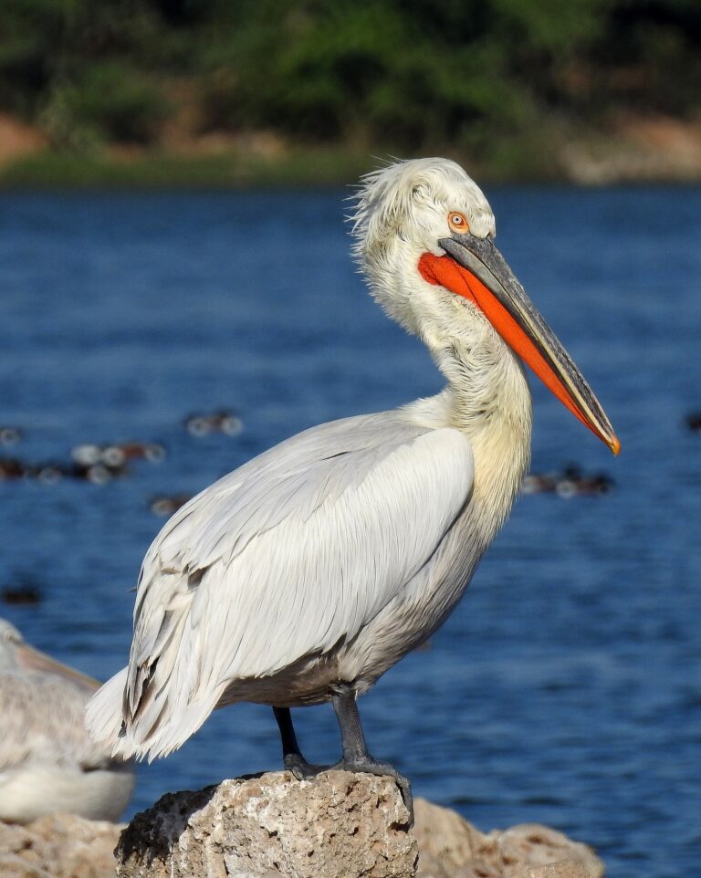 Pelikán kadeřavý (Pelecanus crispus)