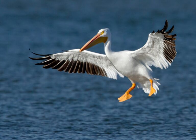 Pelikán severoamerický (Pelecanus erythrorhynchos)